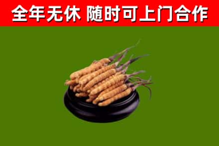阜阳烟酒回收冬虫夏草.jpg